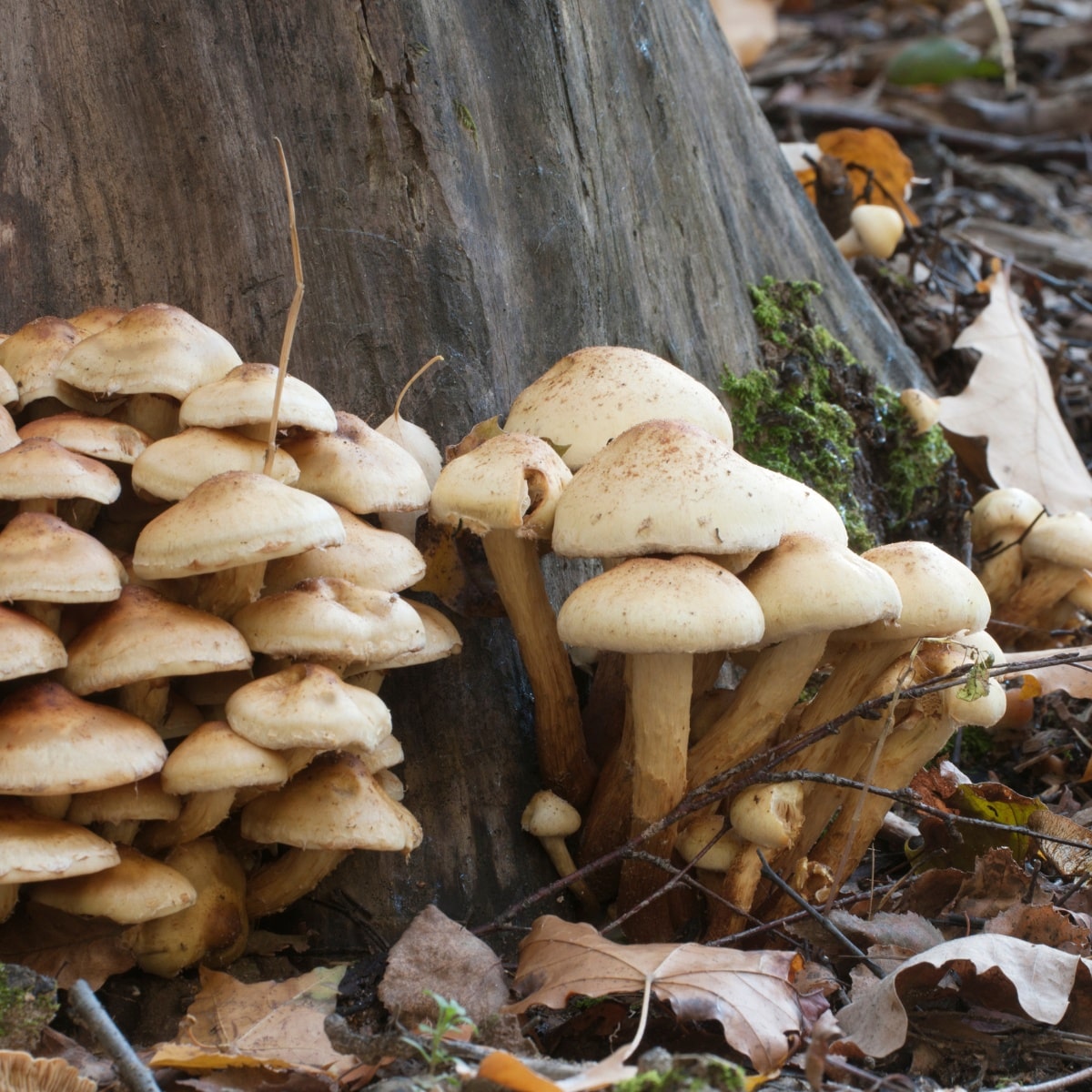 Pholiota alnicola