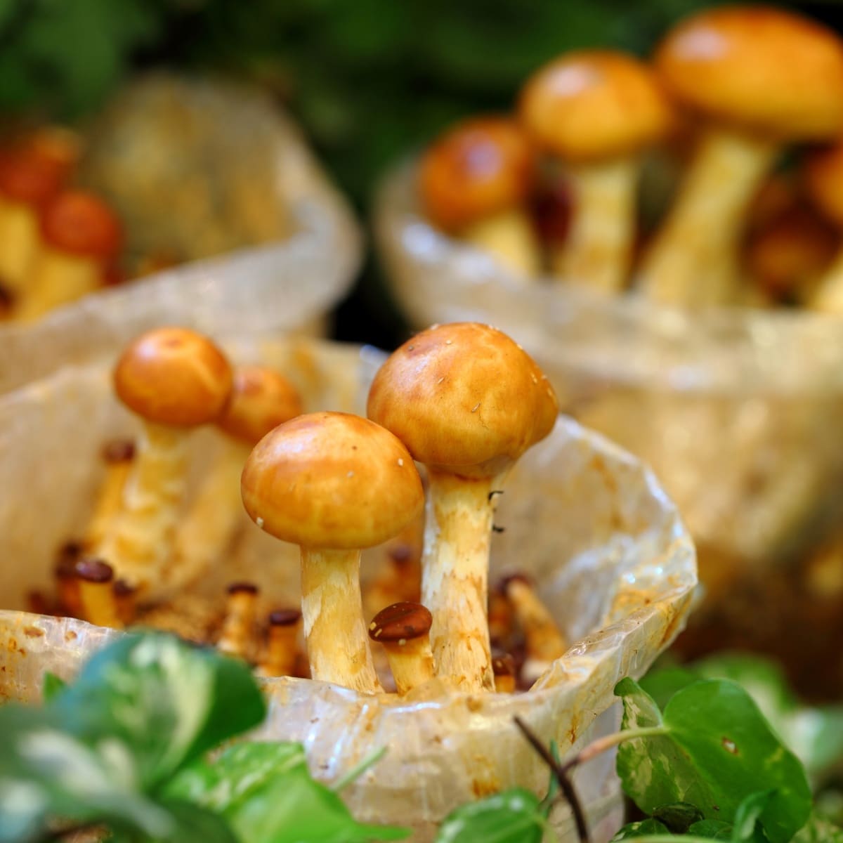 cultivated nameko mushrooms