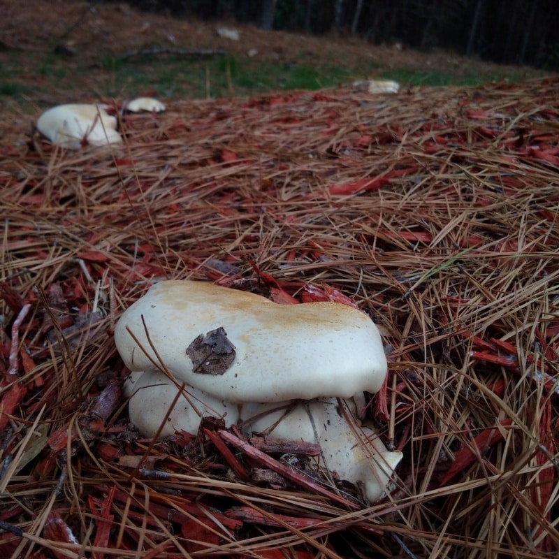 Leucopaxillus laterarius 