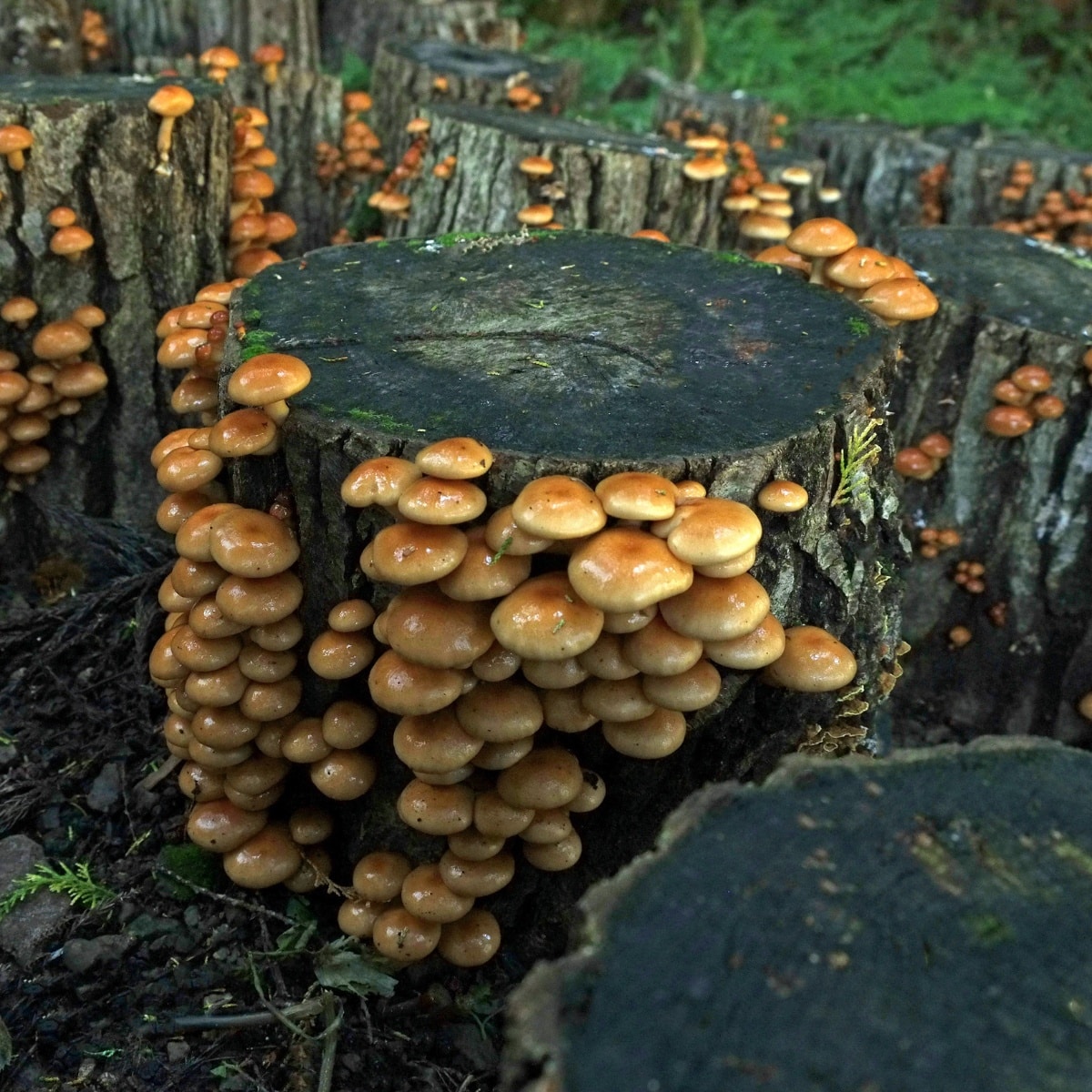 nameko mushrooms