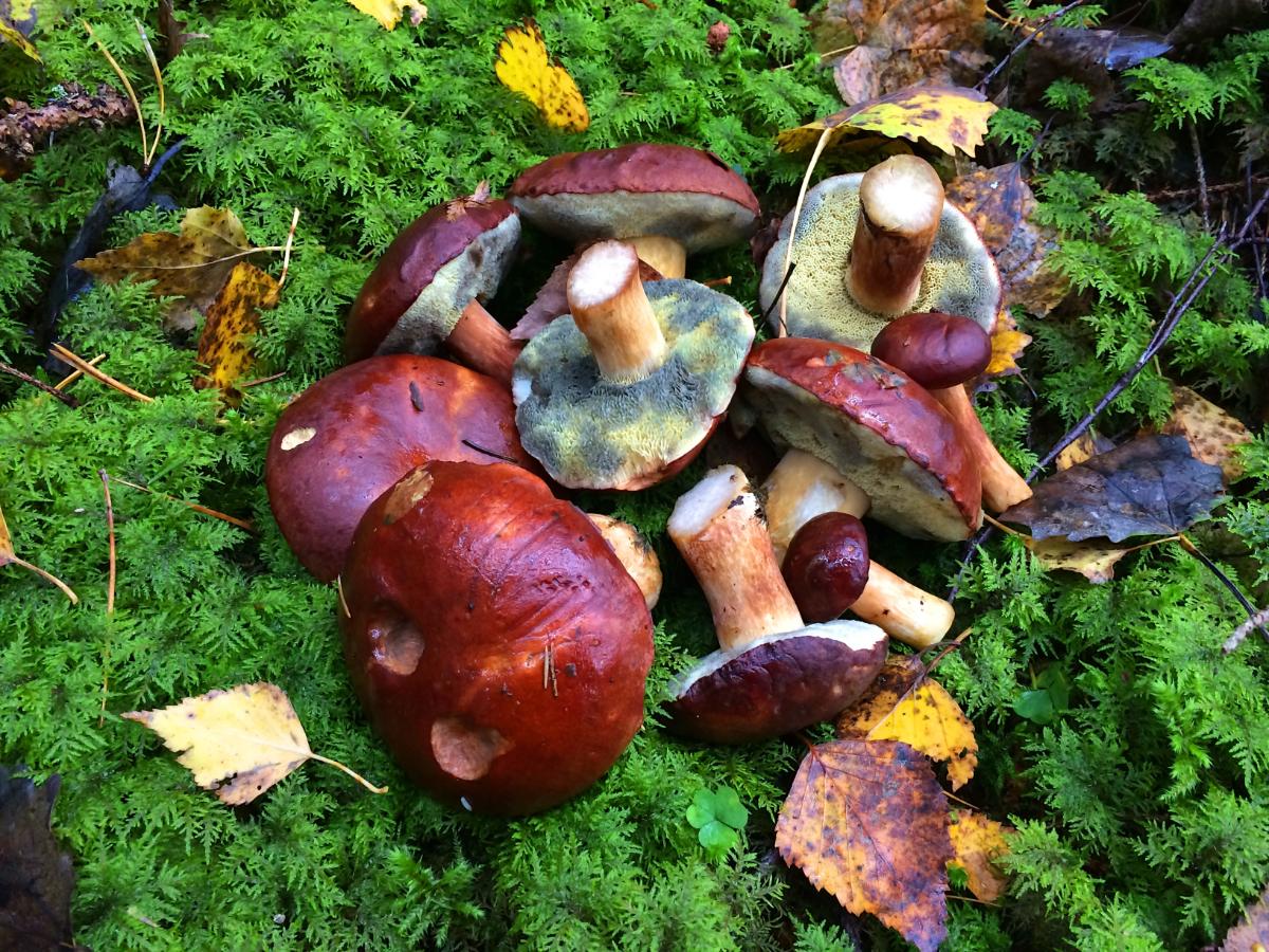 bay bolete pores bruising