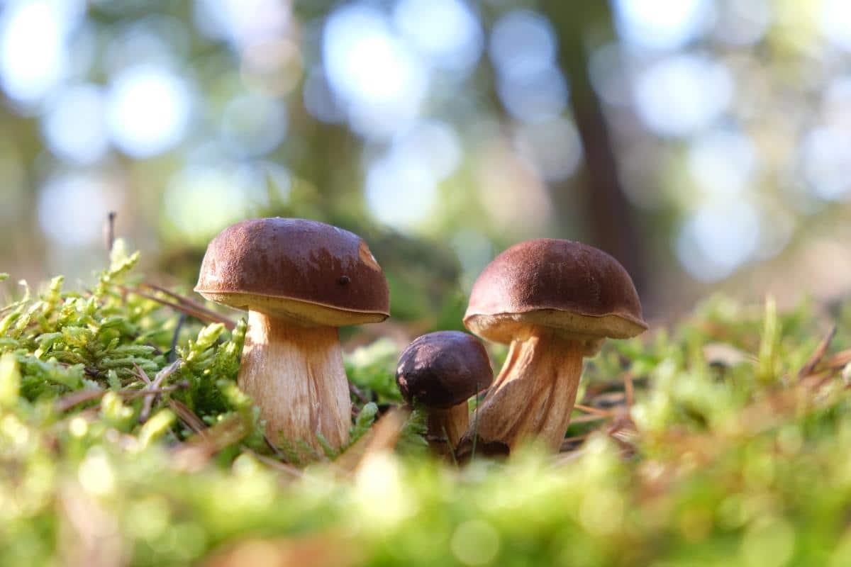 bay bolete mushrooms