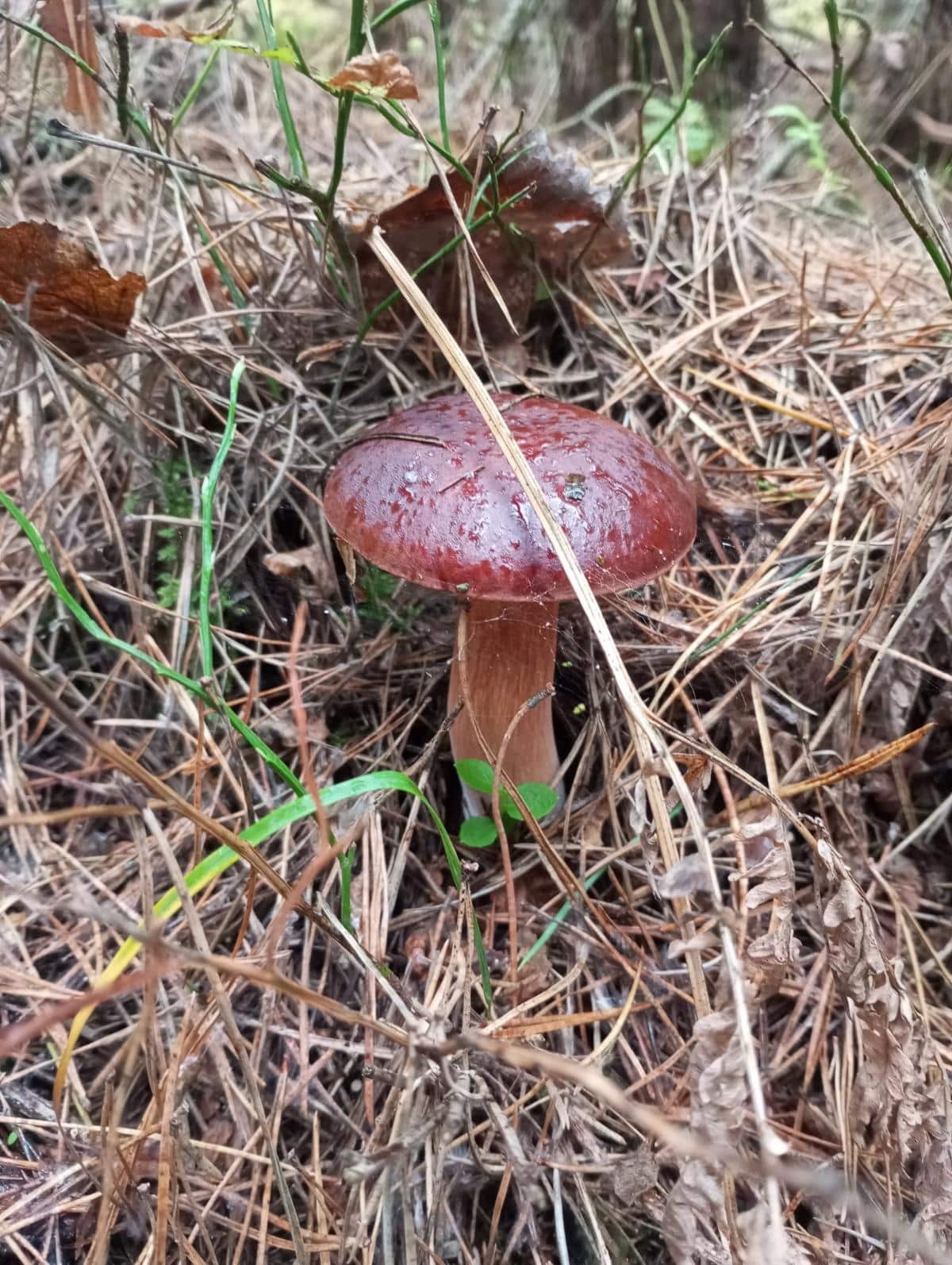 bay bolete mushroom