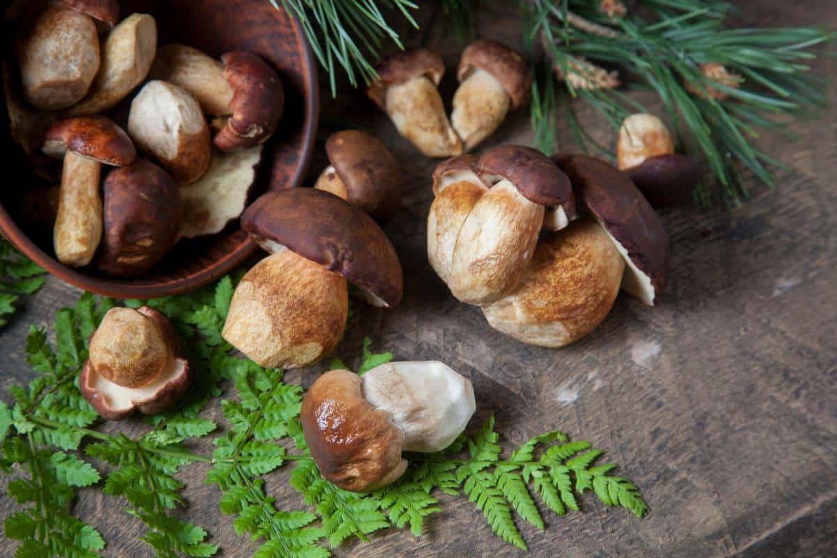 Imleria badia bay bolete mushrooms