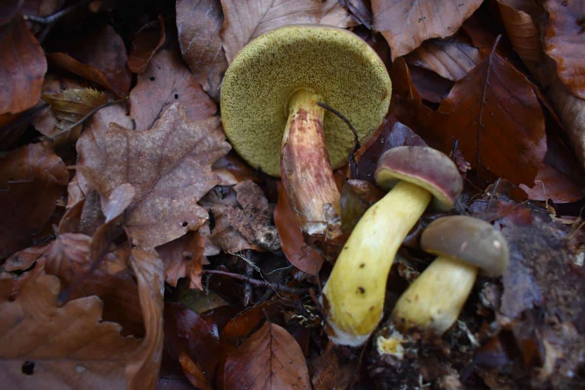 bay boletes