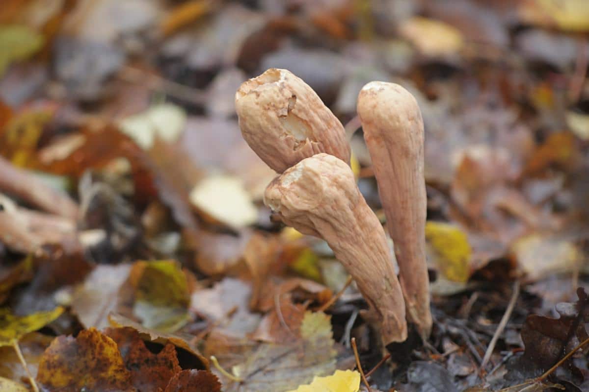 common club coral mushrooms