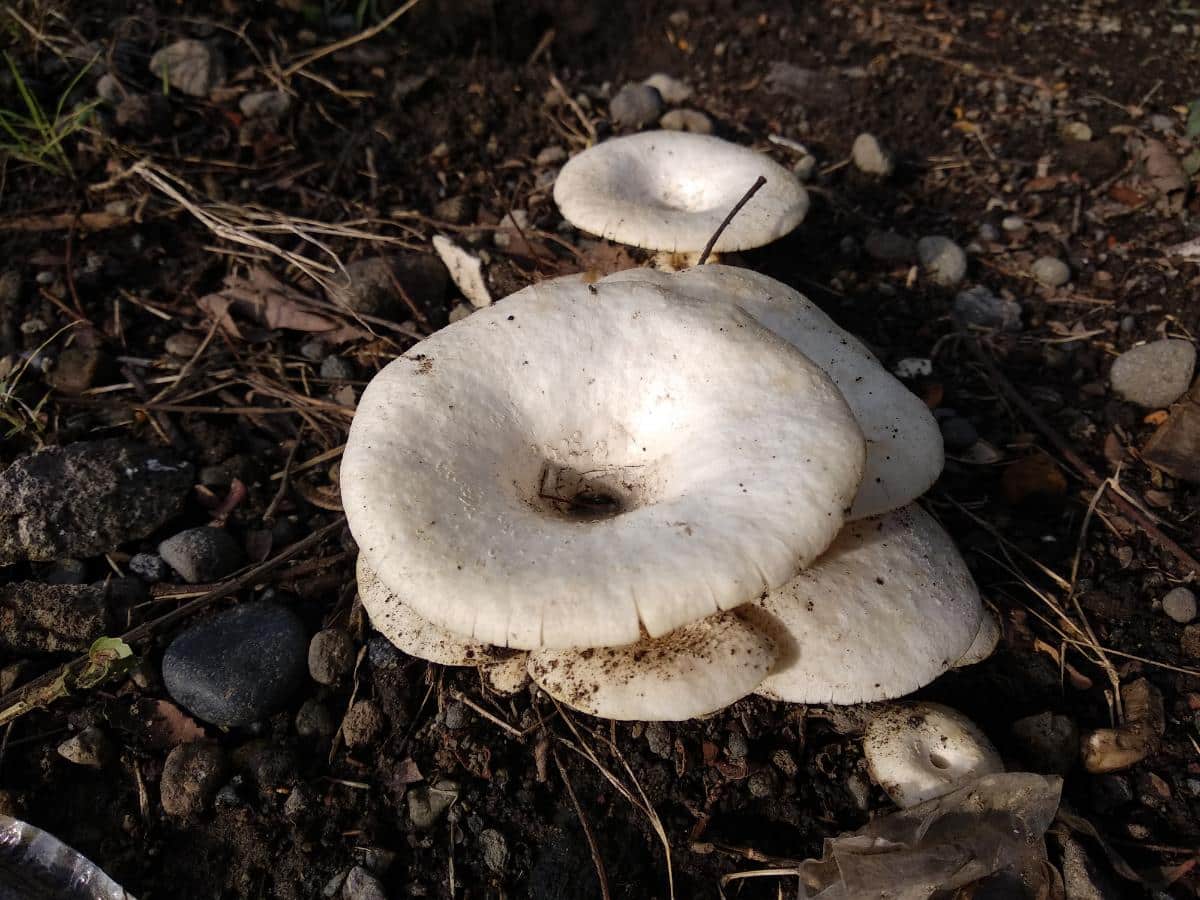 Giant Funnel (Aspropaxillus giganteus, formally Leucopaxillus giganteus)