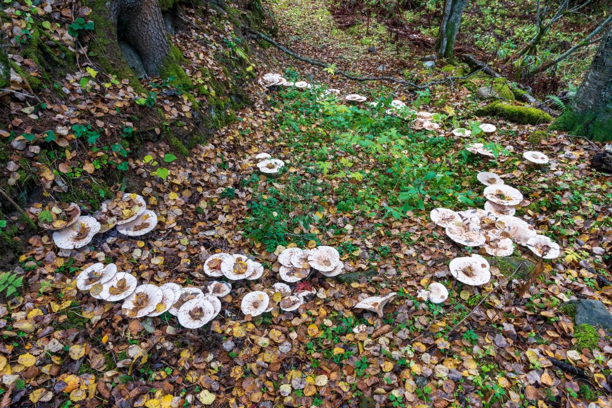 Leucopaxillus fairy ring