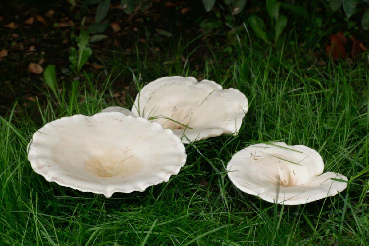 Giant Funnel (Aspropaxillus giganteus, formally Leucopaxillus giganteus)