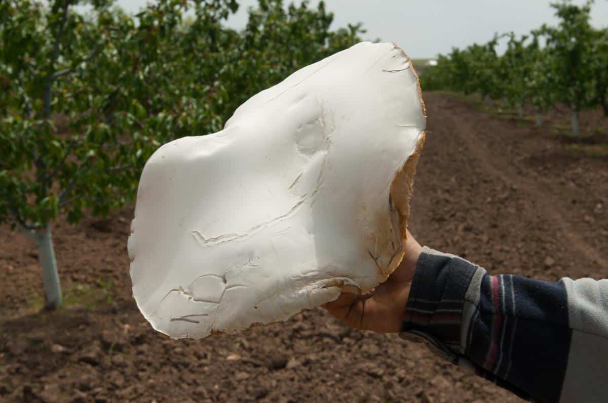 Giant Funnel (Aspropaxillus giganteus, formally Leucopaxillus giganteus)