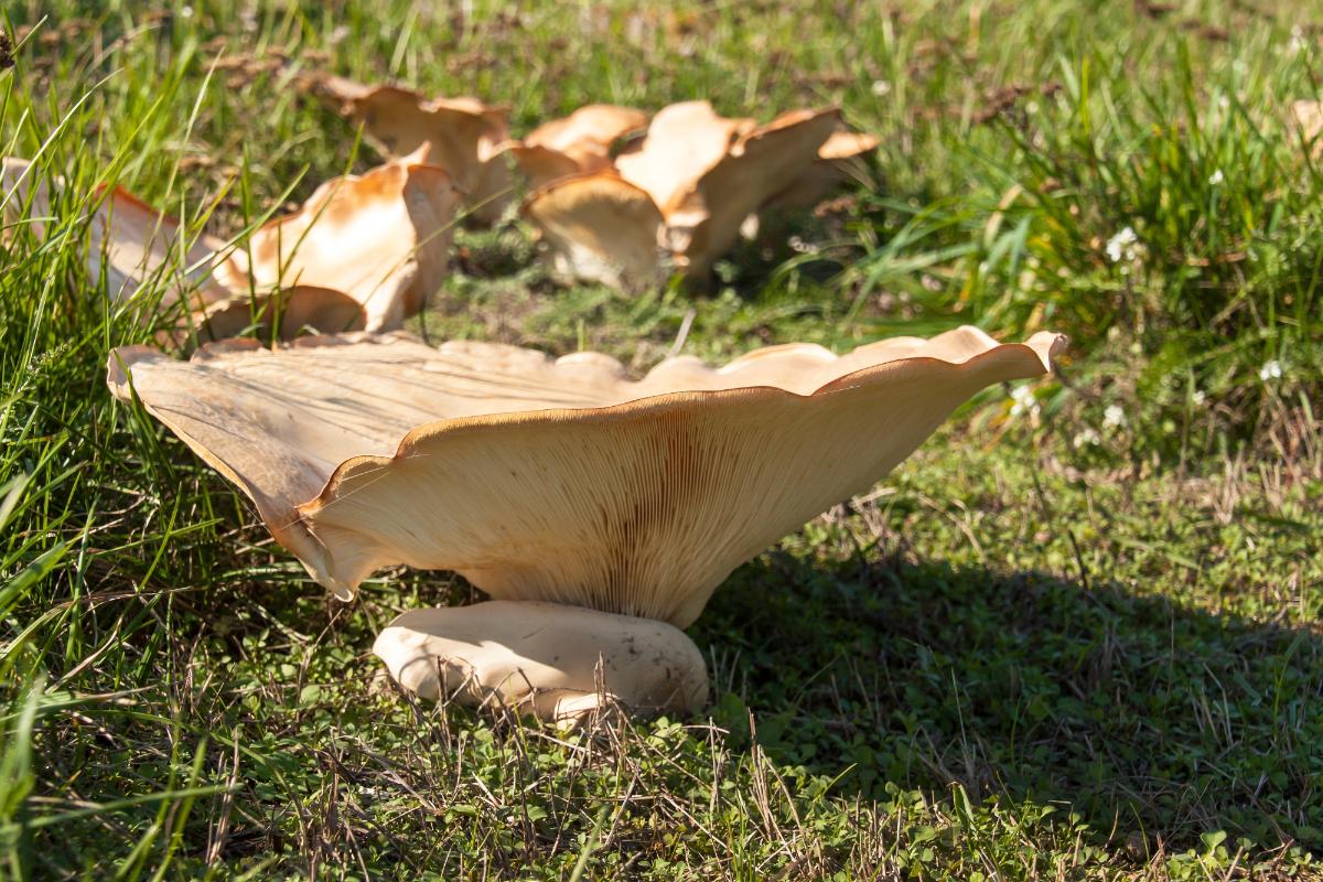 Leucopaxillus mushrooms