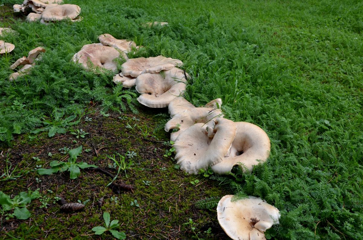 Leucopaxillus mushrooms