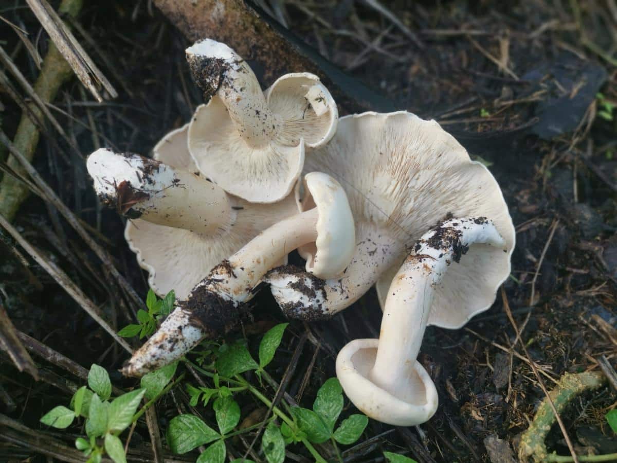 Leucopaxillus mushrooms