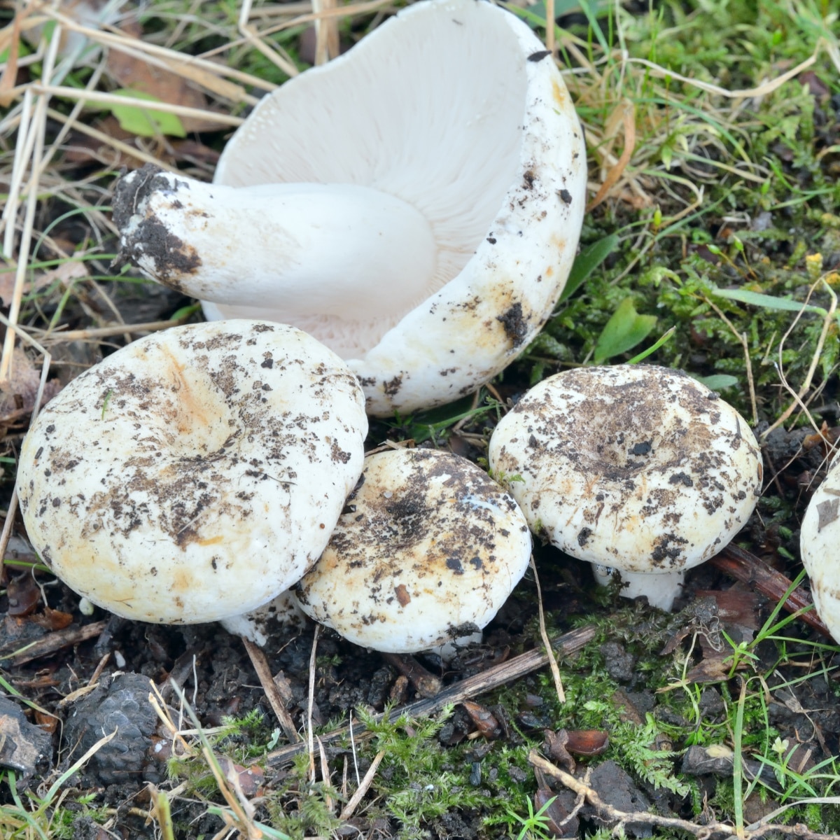 russula delica