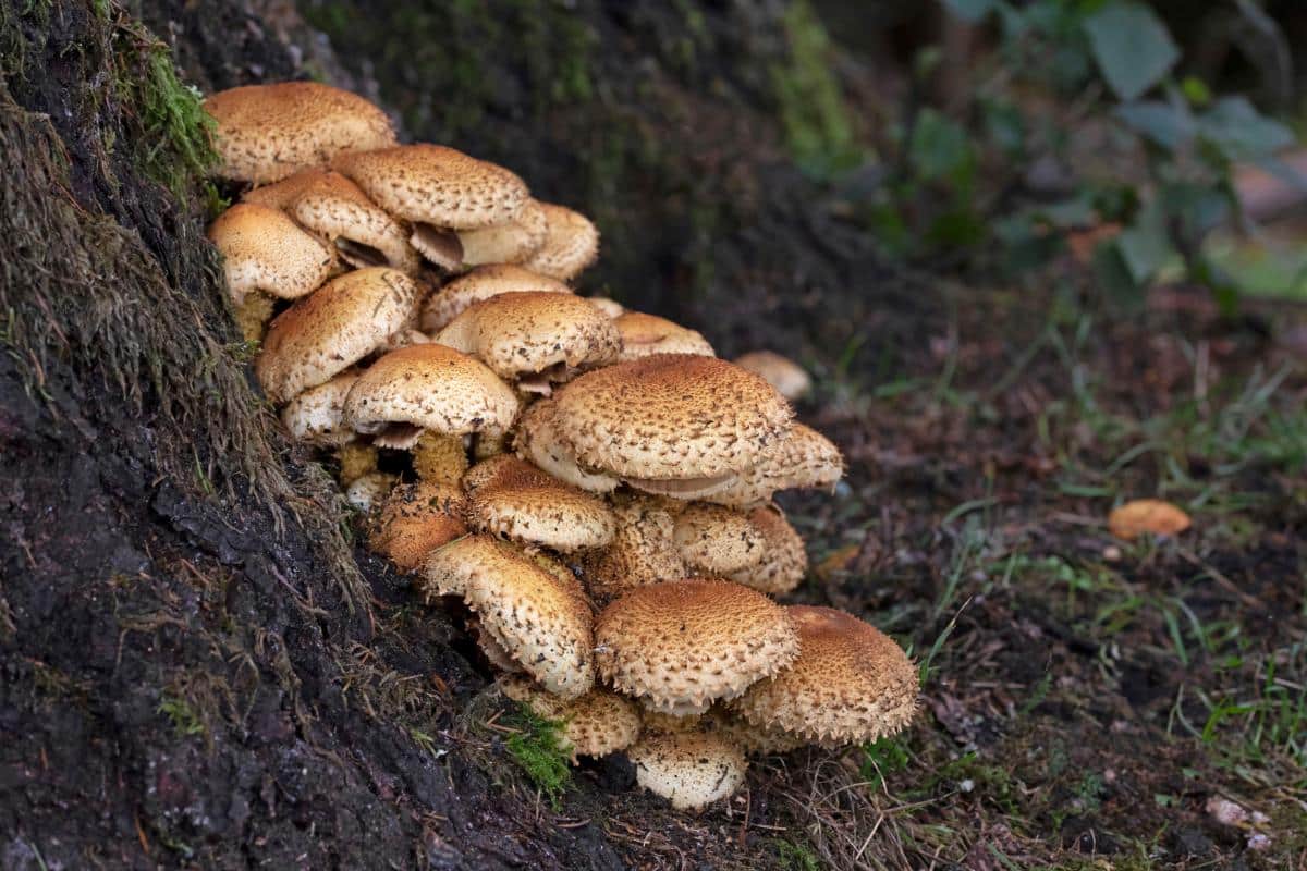 shaggy pholiota mushrooms on a tree