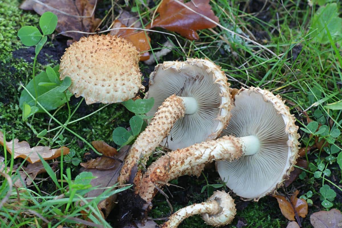 scaly Pholiota mushrooms