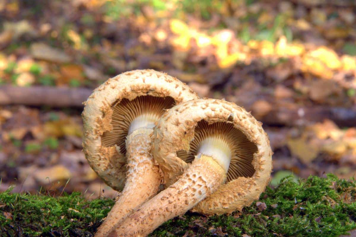 gills and partial veil of scaly Pholiota mushrooms