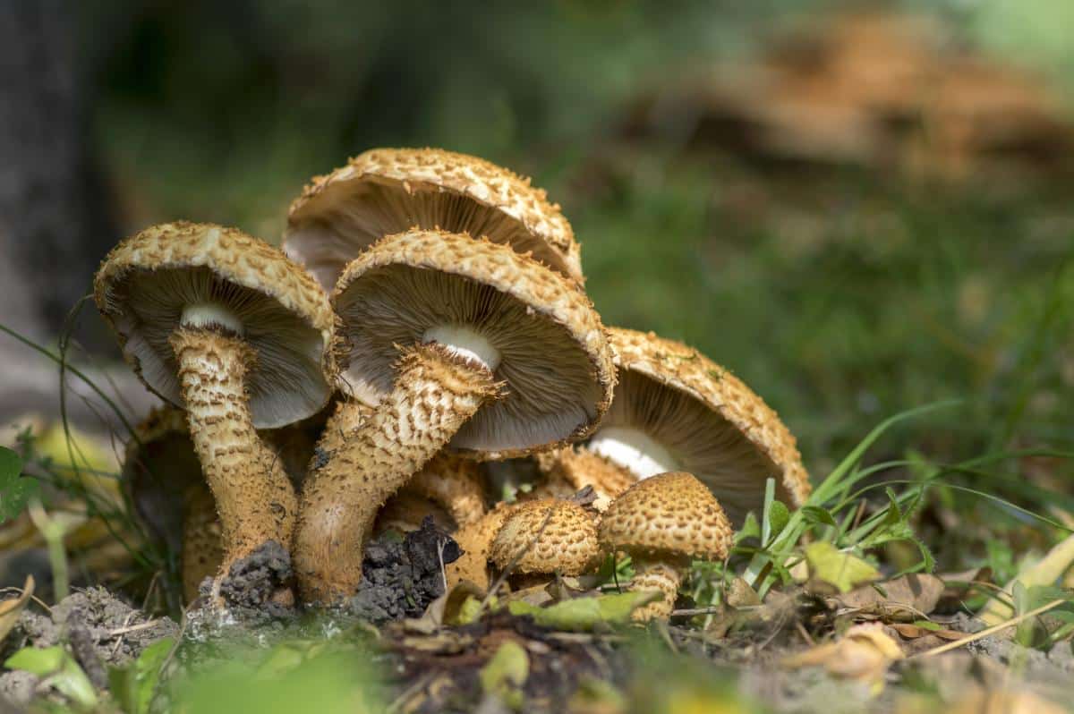 shaggy scalycap mushrooms