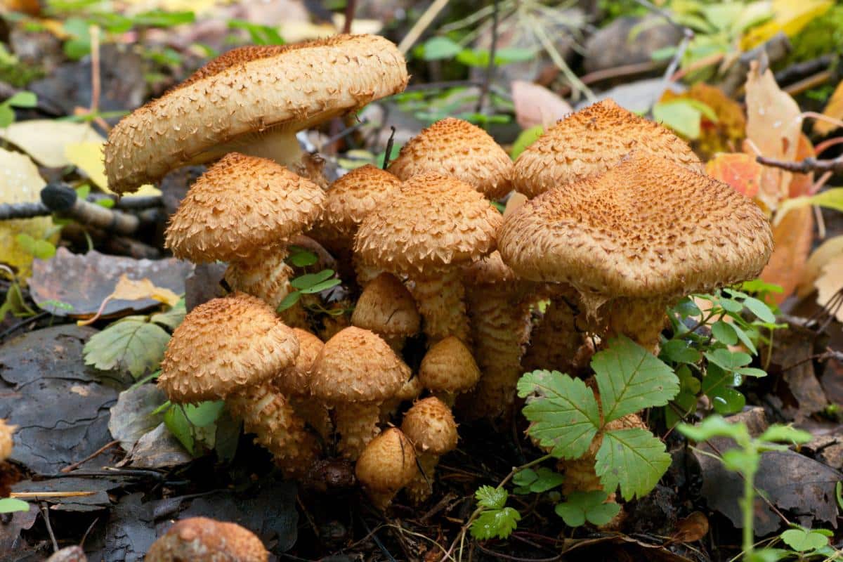 scaly Pholiota mushrooms