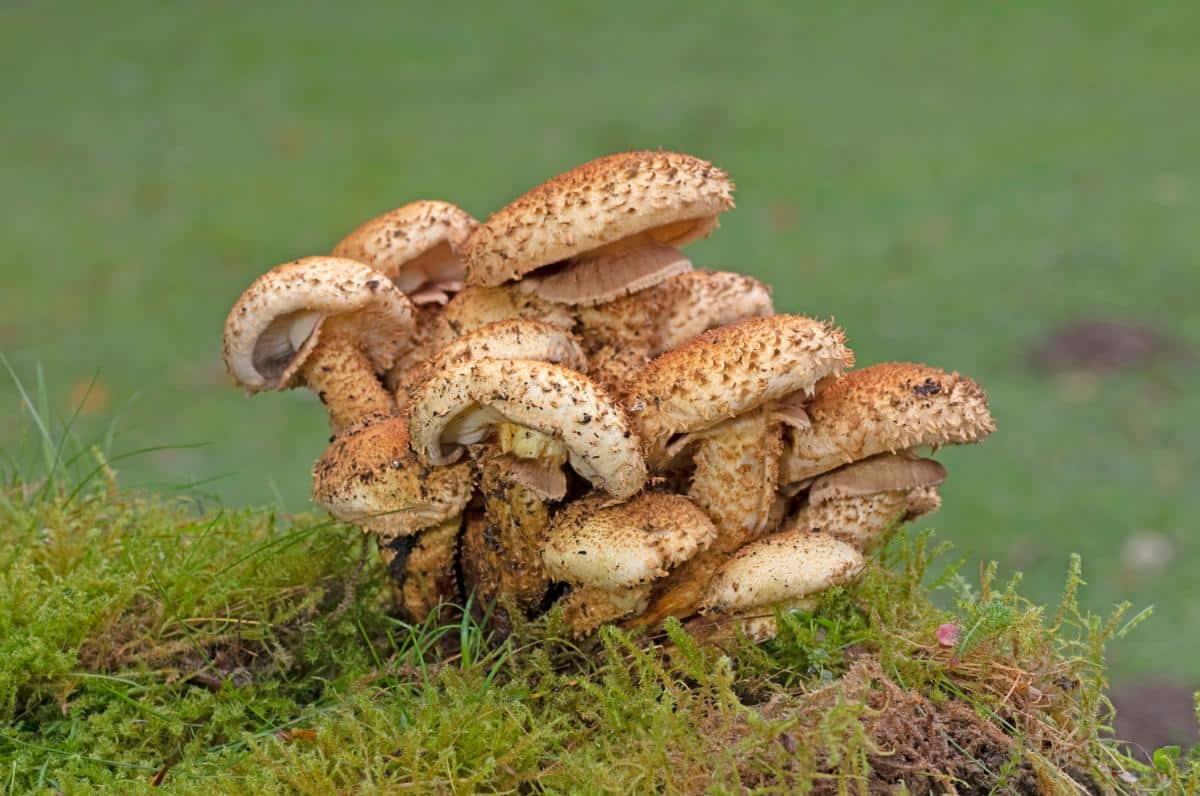 Shaggy Pholiota mushrooms