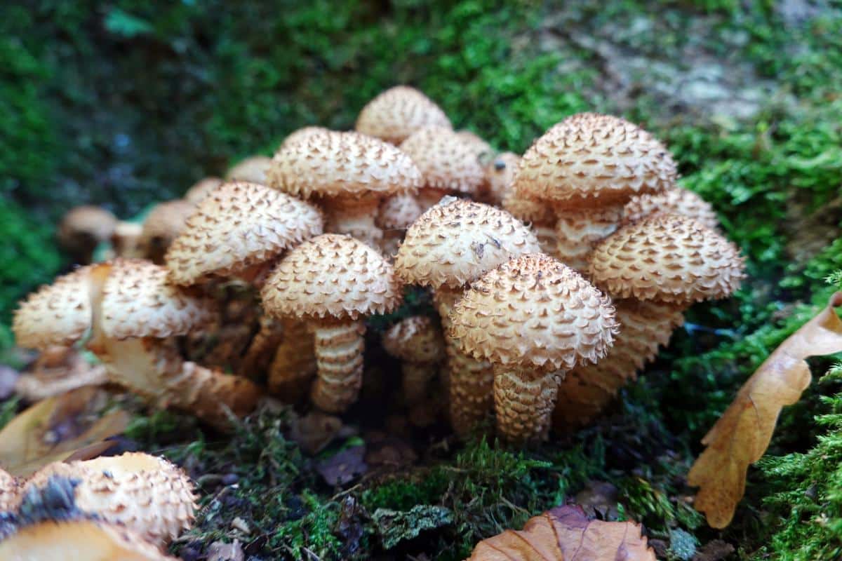 Scaly Pholiota fungi