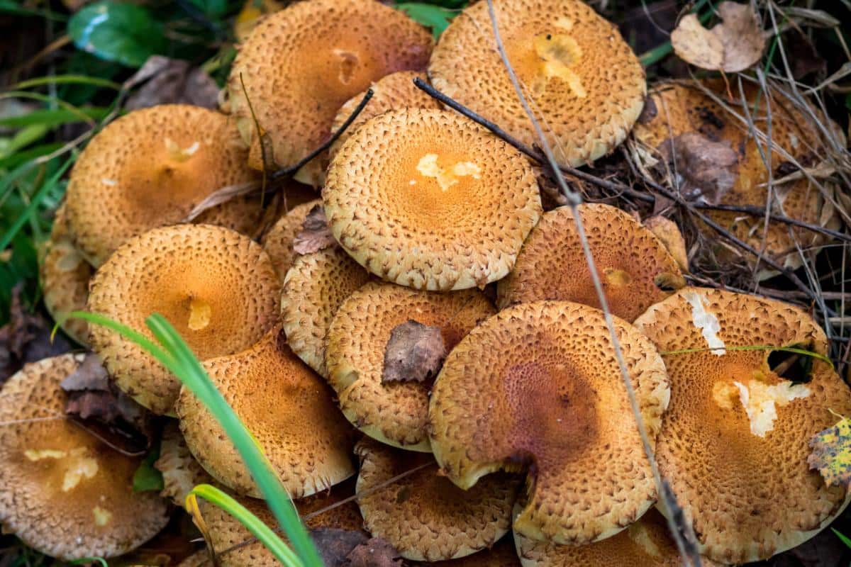 Pholiota mushroom cluster