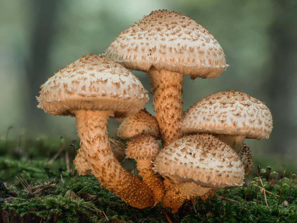 shaggy scalycap mushroom, pholiota