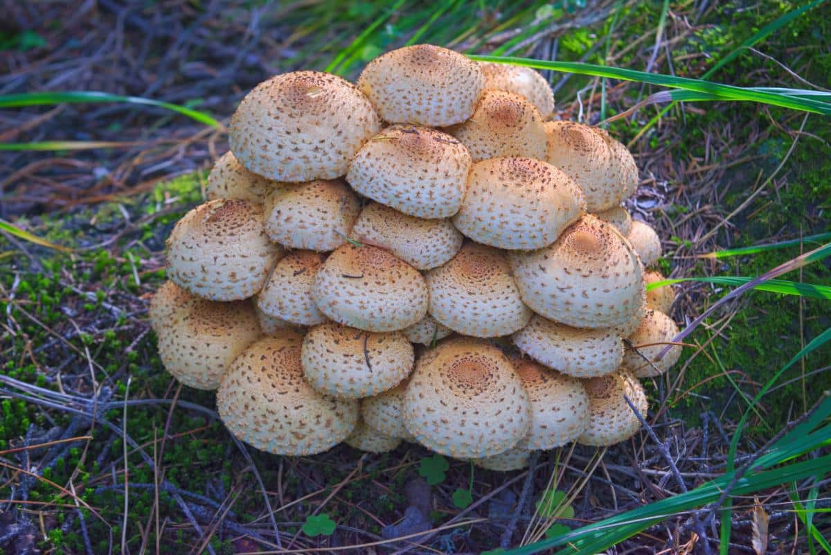 scaly pholiota mushrooms 