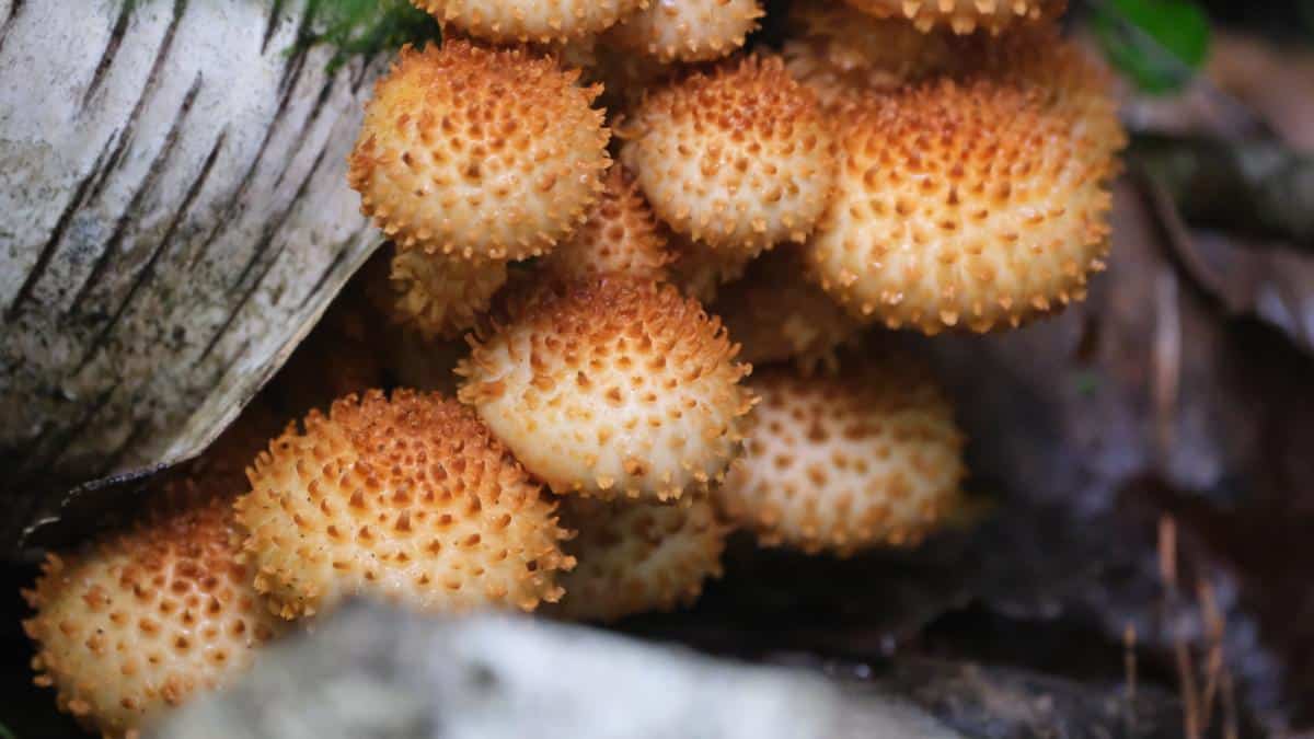 edibility of shaggy scalycap mushrooms