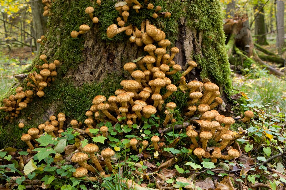 scaly pholiota mushrooms