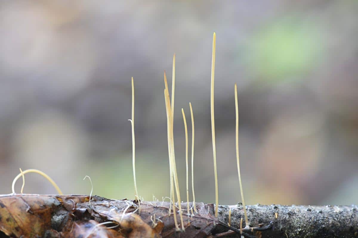 pipe club mushrooms