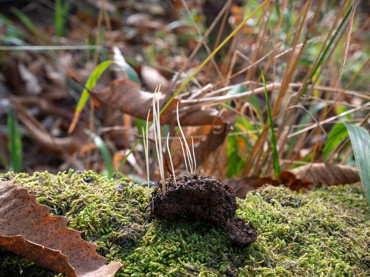 Macrotyphula juncea slender club fungus