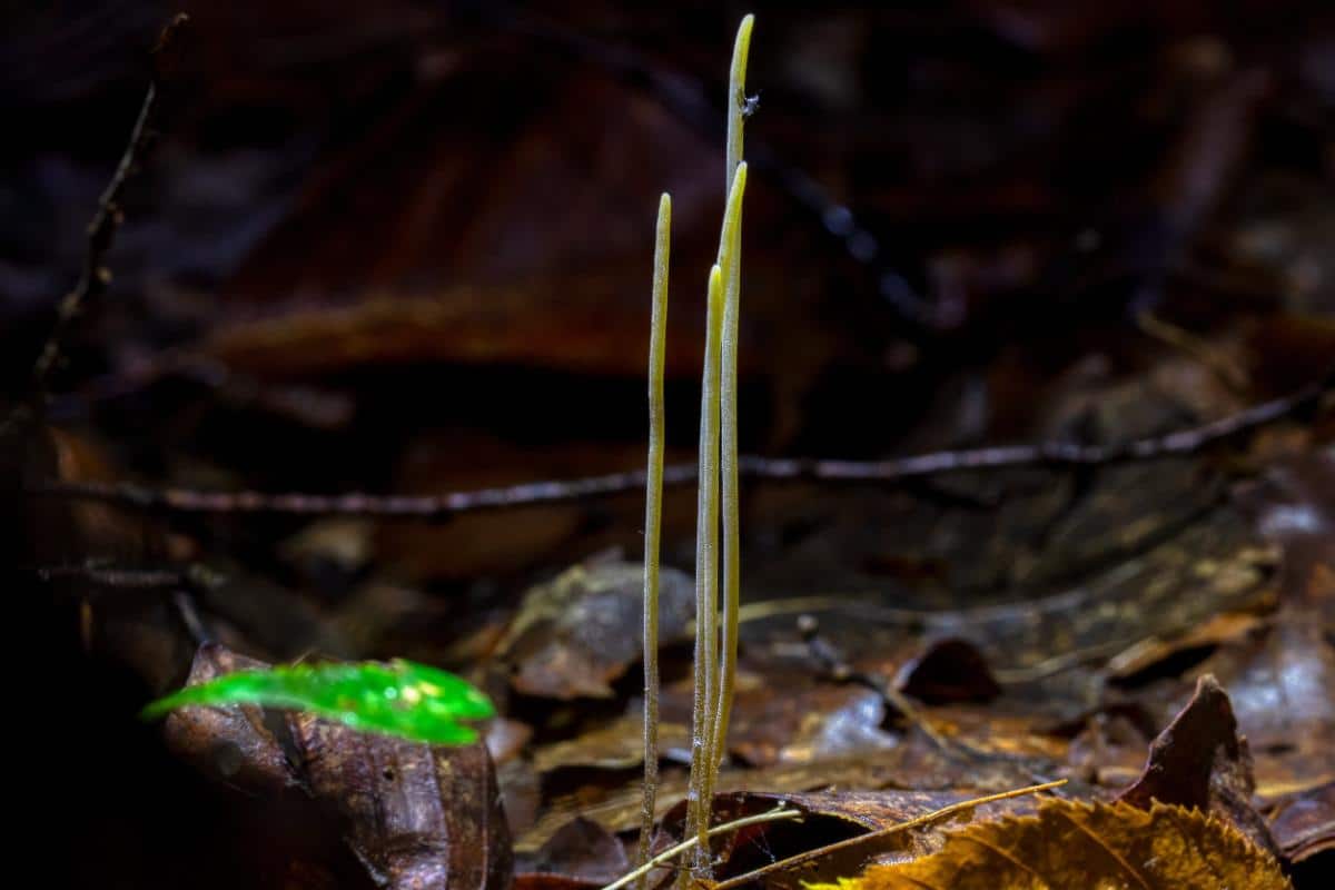 Macrotyphula juncea