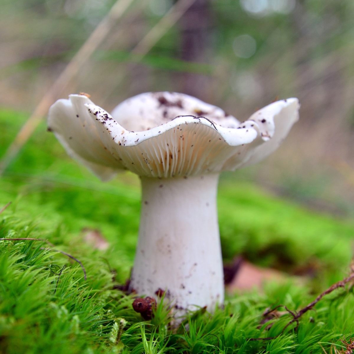 Tricholoma album