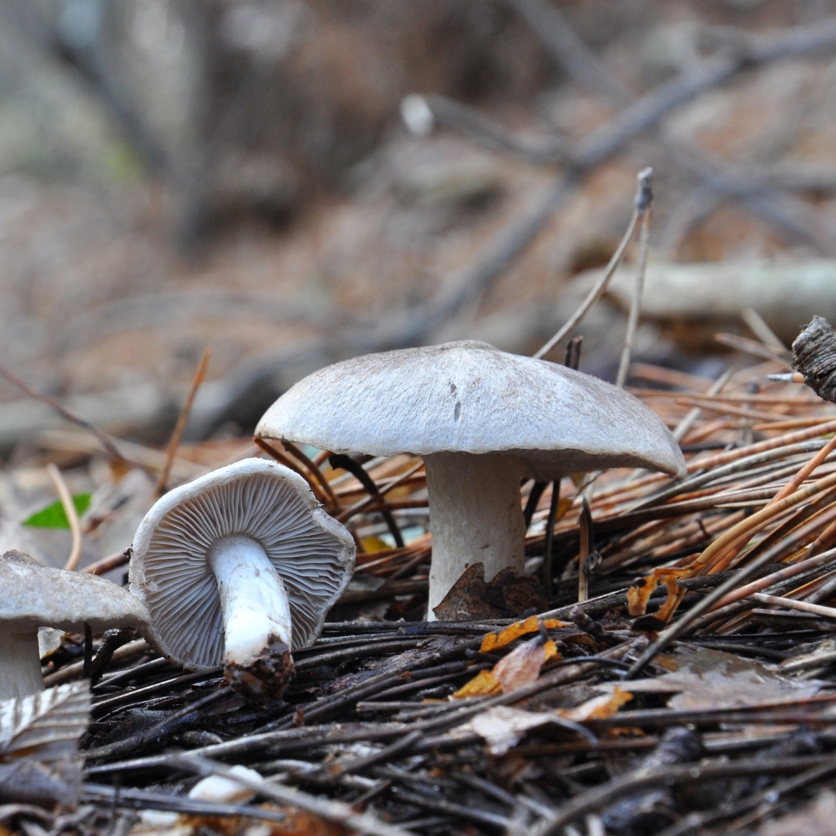 Tricholoma terreum