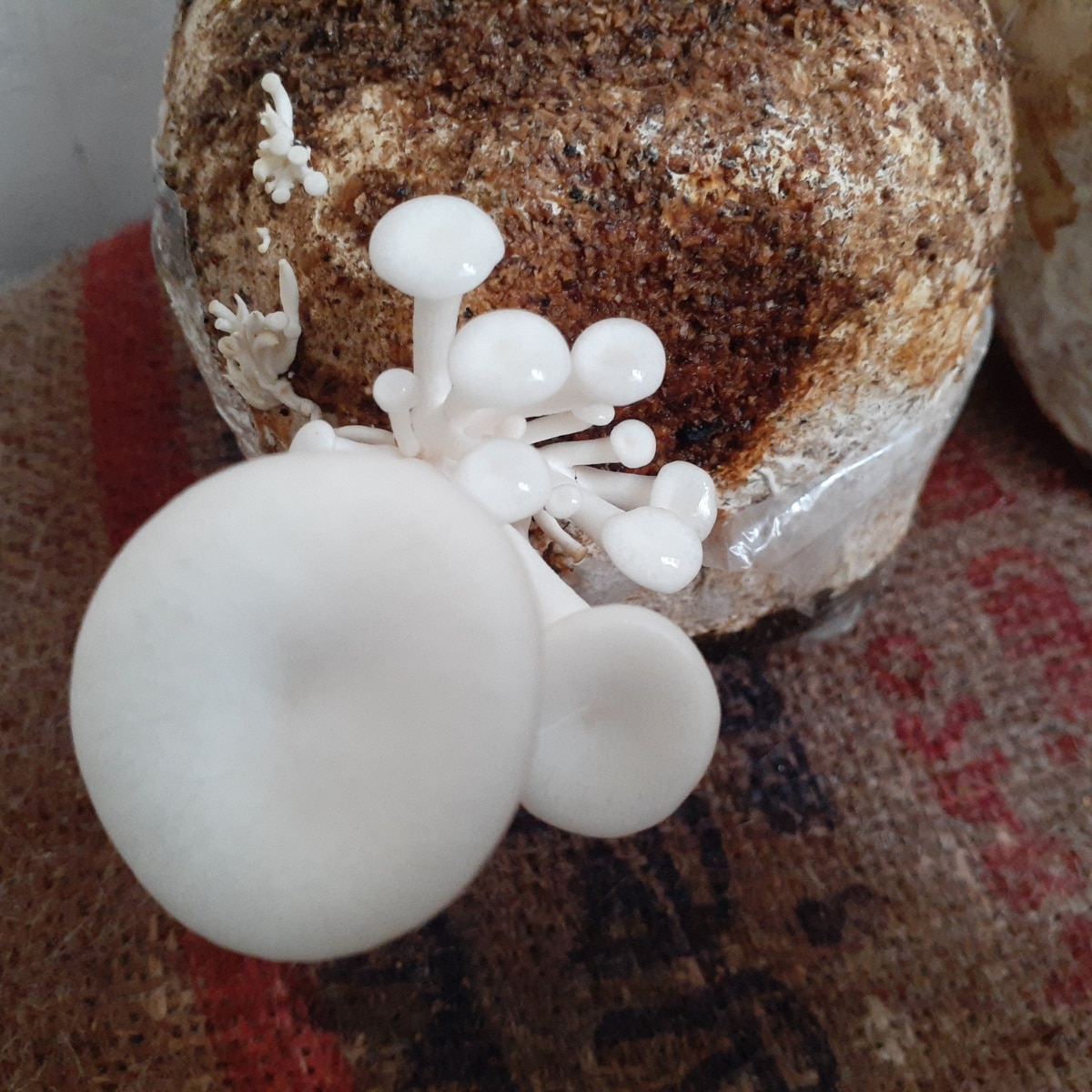 mushroom fruiting from grow bag