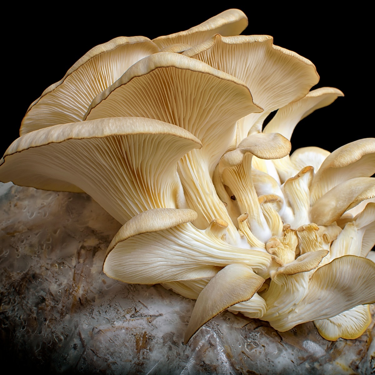 oysters growing mushroom substrate