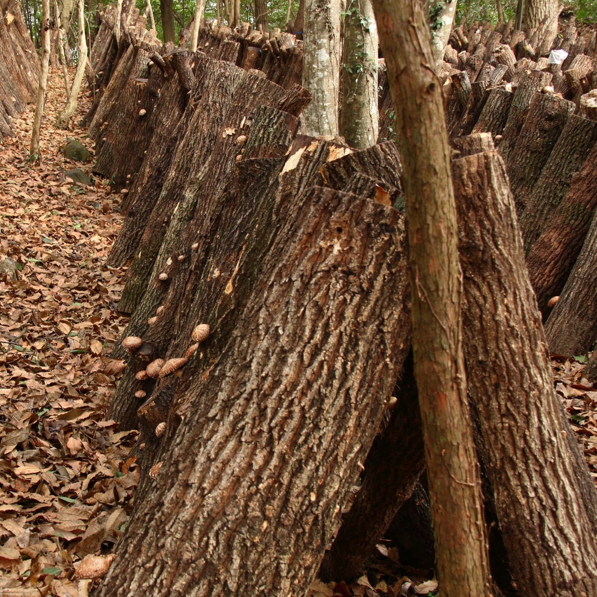 shiitake on logs 