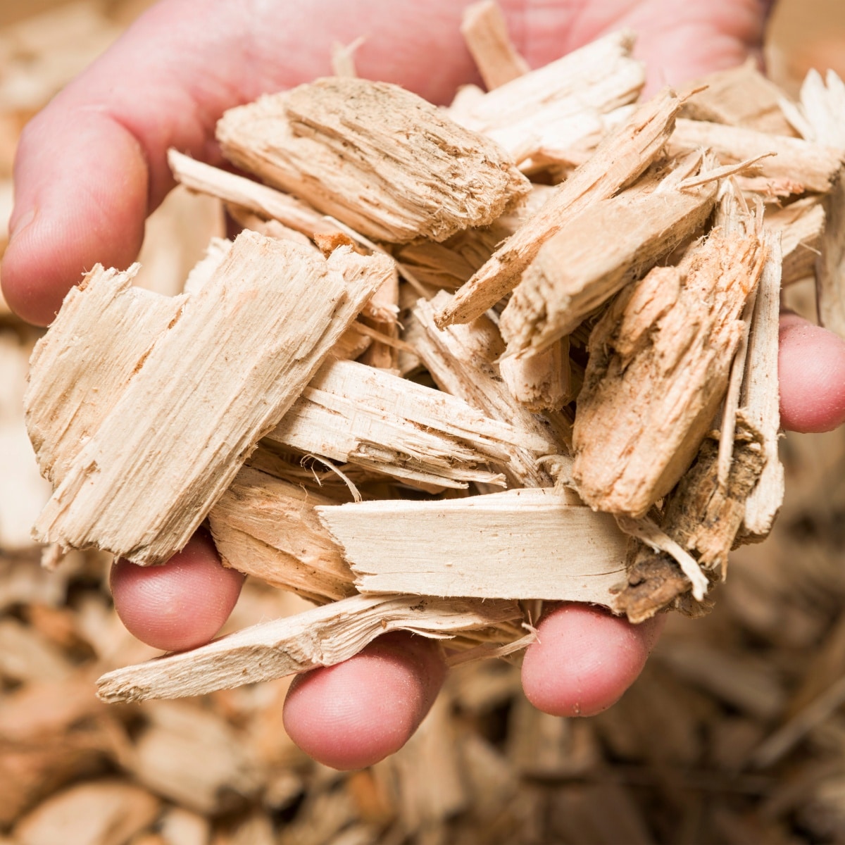 wood chips mushroom growing