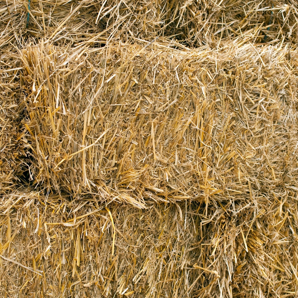 straw grow mushrooms