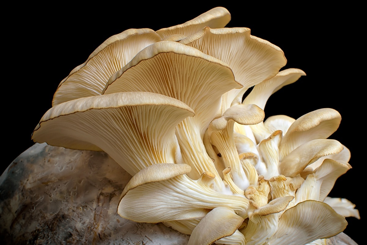 oyster mushrooms