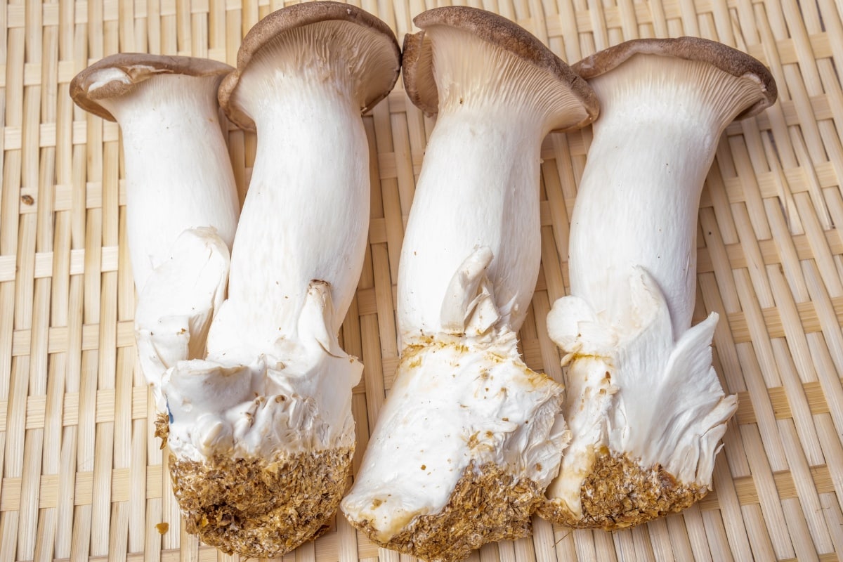 king trumpets specialty mushrooms