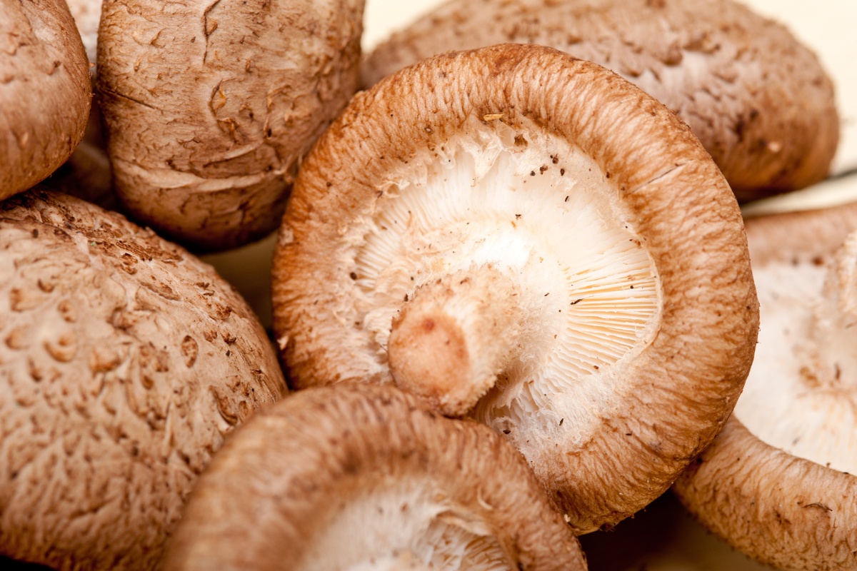 shiitake