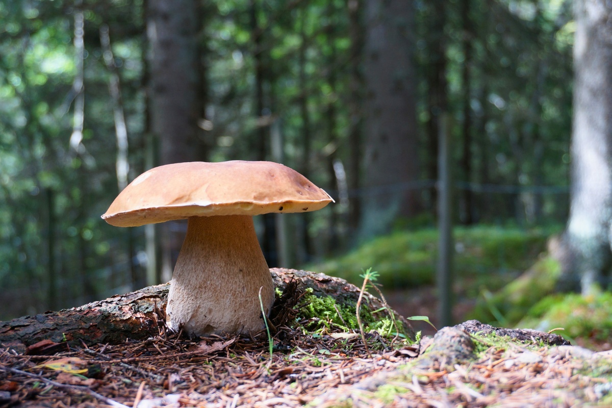 king boletes aka porcini specialty mushrooms in the wild