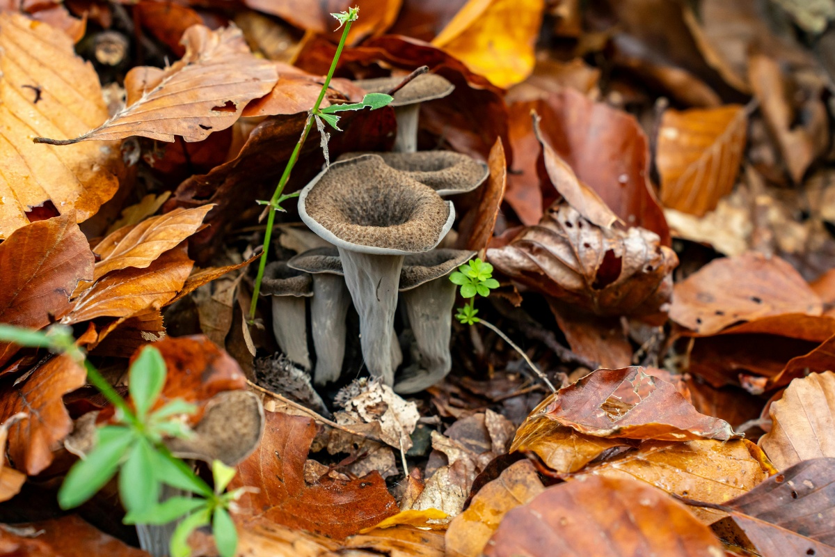 black trumpet specialty mushrooms