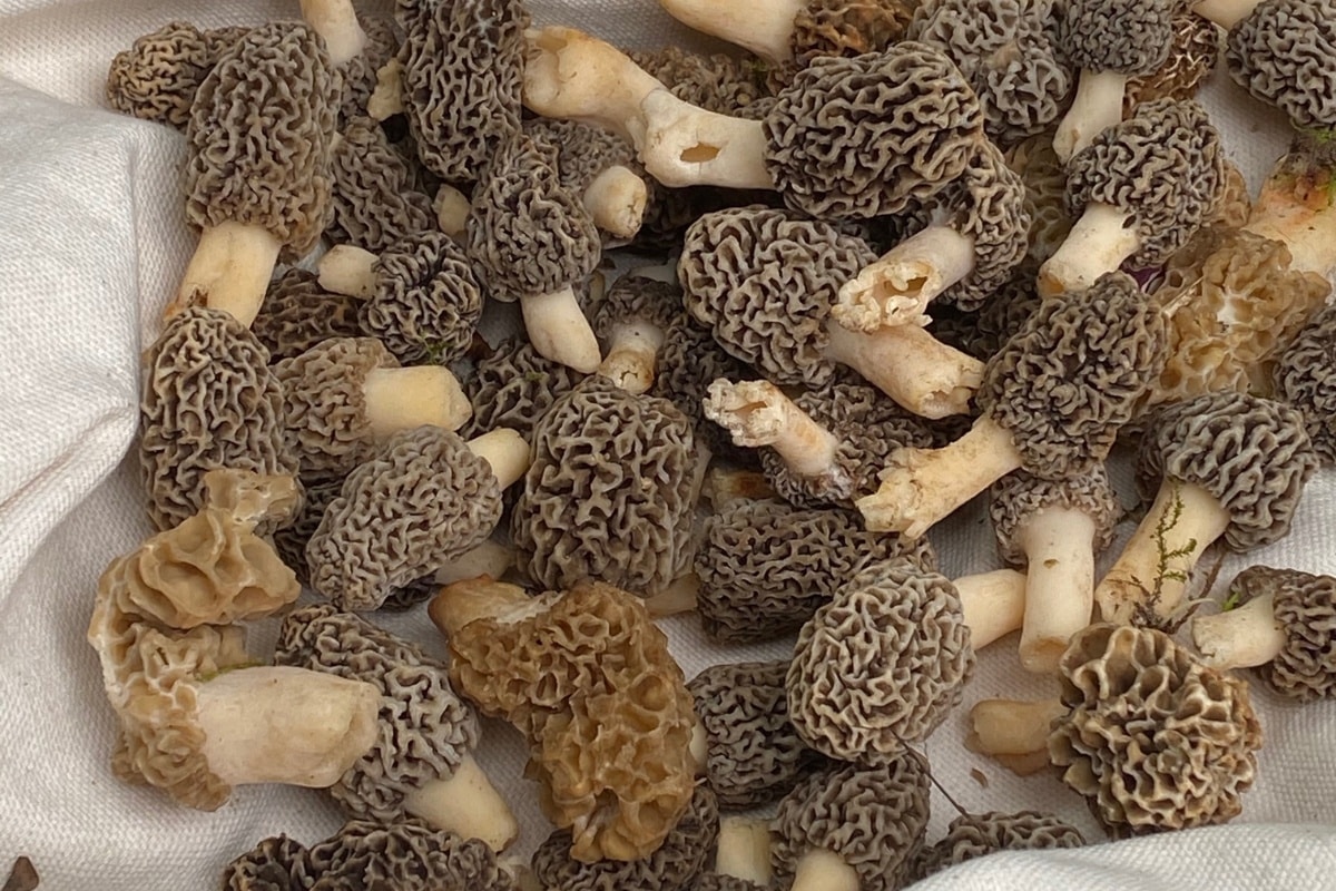 morel mushrooms