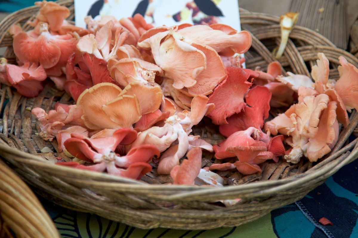 pink oyster mushrooms