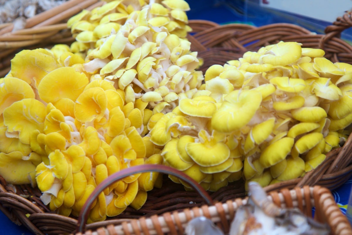 yellow oyster mushrooms