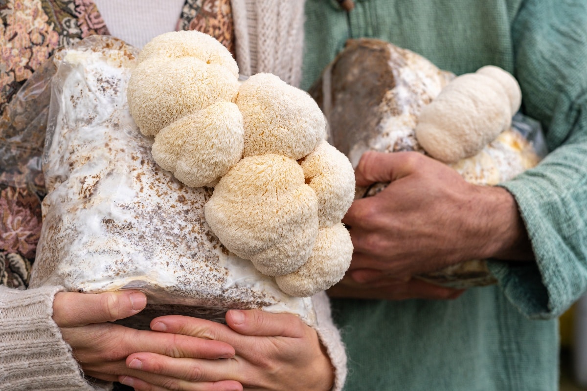 holding fruiting lion's mane mushrooms