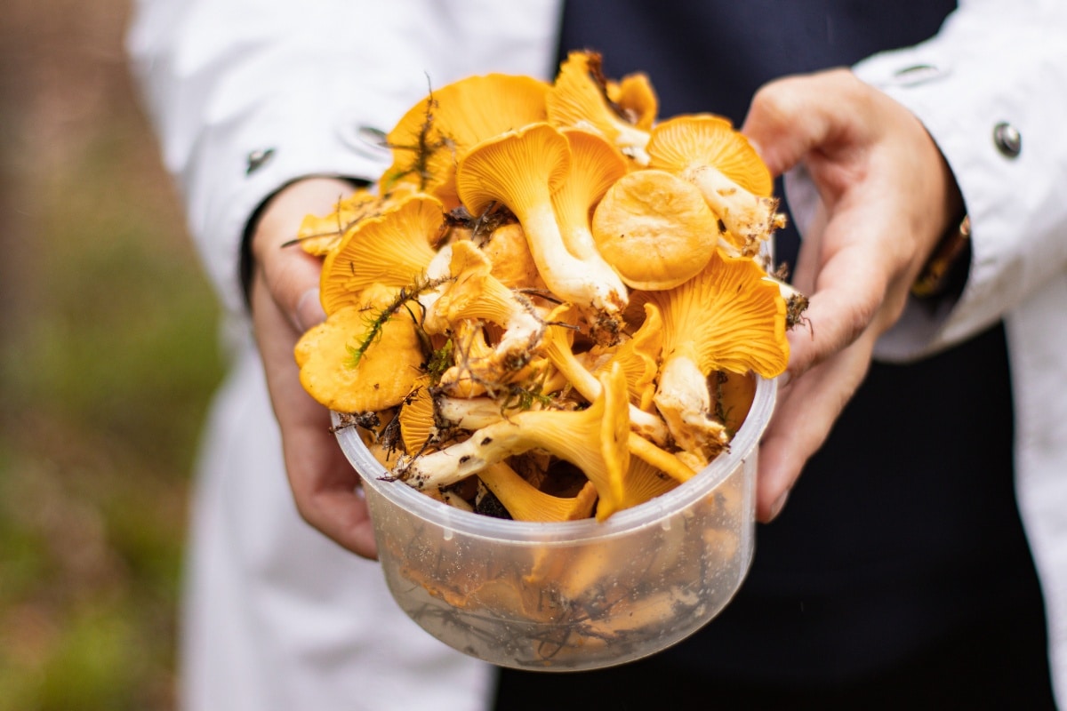 chanterelles